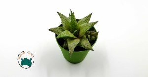 Haworthia Venosa Tessellata Sukulent