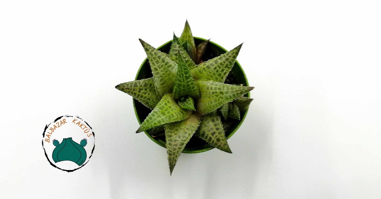 Haworthia Venosa Tessellata Sukulent