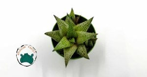 Haworthia Venosa Tessellata Sukulent