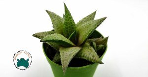 Haworthia Venosa Tessellata Sukulent