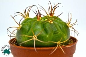 Gymnocalycium Pflanzii Kaktüs - Özel Koleksiyonluk Tür