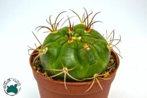 Gymnocalycium Pflanzii Kaktüs - Özel Koleksiyonluk Tür