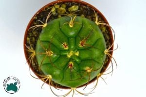 Gymnocalycium Pflanzii Kaktüs - Özel Koleksiyonluk Tür