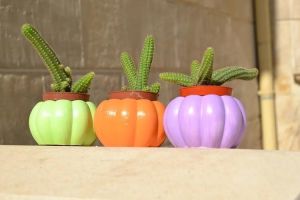 Chamaecereus Silvestrii Kaktüs Yılan Kaktüs Turuncu Çiçek Açar