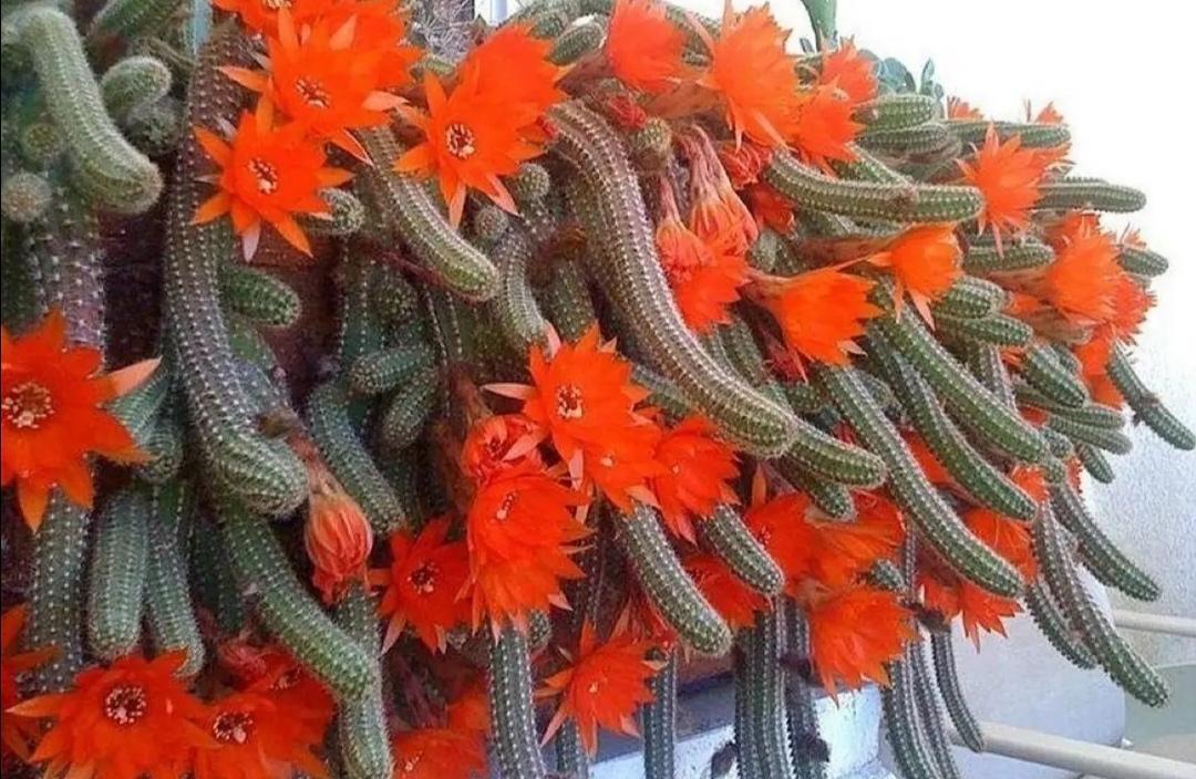 Chamaecereus Silvestrii Kaktüs Yılan Kaktüs Turuncu Çiçek Açar