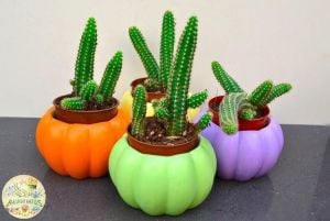 Chamaecereus Silvestrii Kaktüs Yılan Kaktüs Turuncu Çiçek Açar