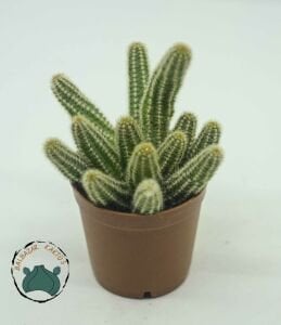 Chamaecereus Silvestrii Kaktüs Yılan Kaktüs Turuncu Çiçek Açar