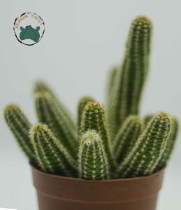 Chamaecereus Silvestrii Kaktüs Yılan Kaktüs Turuncu Çiçek Açar