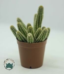 Chamaecereus Silvestrii Kaktüs Yılan Kaktüs Turuncu Çiçek Açar