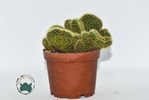 Hildewintera Aureispina Cristata -  Kıvrak Gövde Beyin Kaktüs Nadir Tür (8,5cmlik saksı)