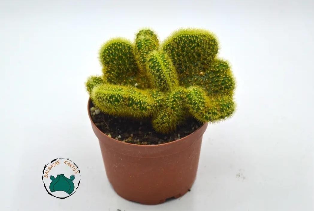 Hildewintera Aureispina Cristata -  Kıvrak Gövde Beyin Kaktüs Nadir Tür (8,5cmlik saksı)