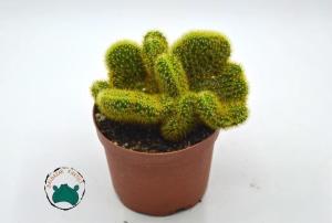 Hildewintera Aureispina Cristata -  Kıvrak Gövde Beyin Kaktüs Nadir Tür (8,5cmlik saksı)