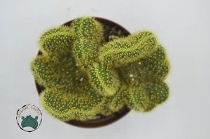 Hildewintera Aureispina Cristata -  Kıvrak Gövde Beyin Kaktüs Nadir Tür (8,5cmlik saksı)