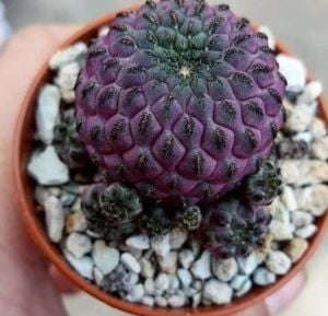 Sulcorebutia Rauschii Violet - Mor Pembe Renkli Özel Tür