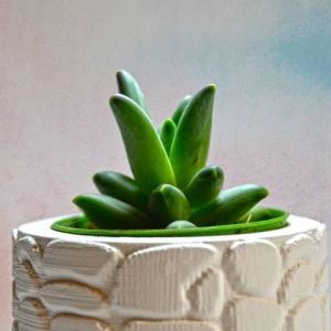 Pachyphytum Compactum Rose Sukulent - Küçük Mücevher Sukulent