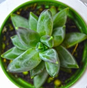 Pachyphytum Compactum Rose Sukulent - Küçük Mücevher Sukulent