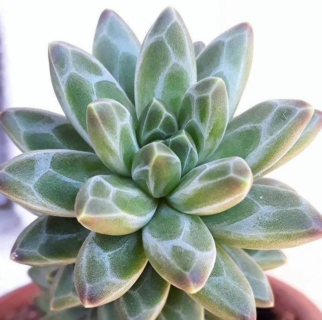 Pachyphytum Compactum Rose Sukulent - Küçük Mücevher Sukulent