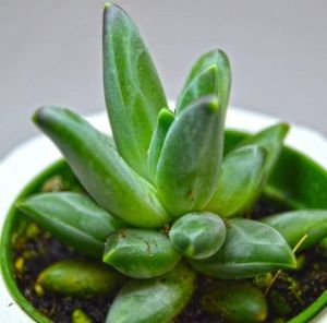 Pachyphytum Compactum Rose Sukulent - Küçük Mücevher Sukulent
