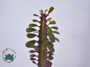 Euphorbia Trigona Royal Red Doğal Kırmızı Süt Kaktüs 8.5CM Saksıda