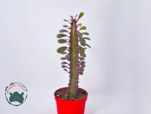 Euphorbia Trigona Royal Red Doğal Kırmızı Süt Kaktüs 8.5CM Saksıda