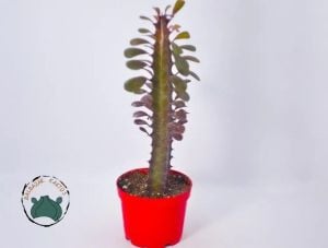 Euphorbia Trigona Royal Red Doğal Kırmızı Süt Kaktüs 8.5CM Saksıda