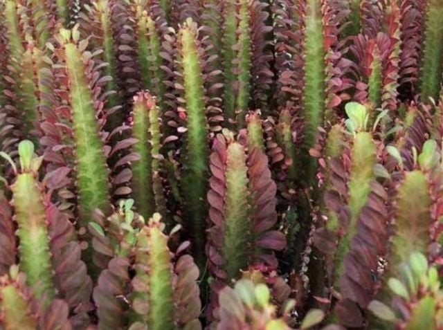 Euphorbia Trigona Royal Red Doğal Kırmızı Süt Kaktüs 8.5CM Saksıda