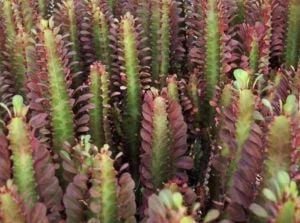 Euphorbia Trigona Royal Red Doğal Kırmızı Süt Kaktüs 8.5CM Saksıda