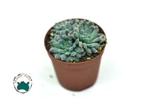 Echeveria Setosa var. Minor Sukulent Mavi Renk Tüylü Yapraklı
