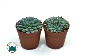 Echeveria Setosa var. Minor Sukulent Mavi Renk Tüylü Yapraklı
