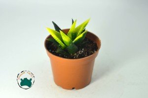 Haworthia Limifolia Variegata - Doğal Sarı Yeşil Renkli Özel Tür (7cmlik saksıda)