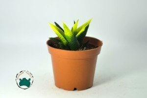 Haworthia Limifolia Variegata - Doğal Sarı Yeşil Renkli Özel Tür (7cmlik saksıda)