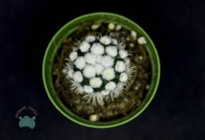 Mammillaria Vetula Arizona Snowcap Kaktüs Nadir Tür Kar Tanesi