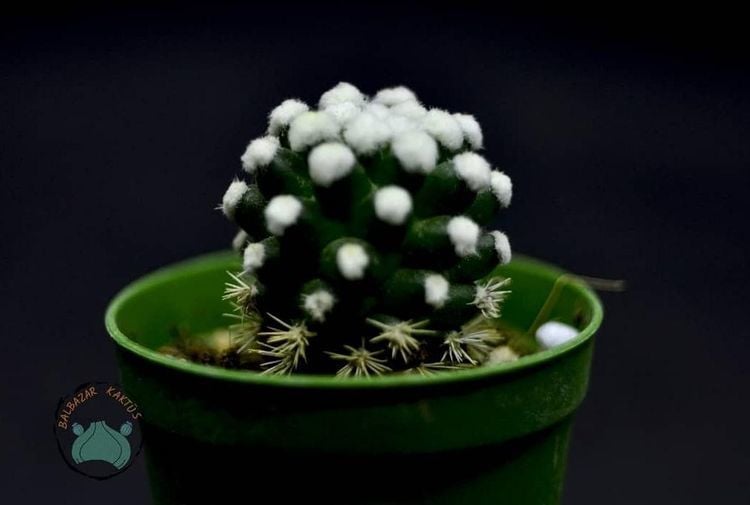 Mammillaria Vetula Arizona Snowcap Kaktüs Nadir Tür Kar Tanesi