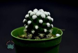Mammillaria Vetula Arizona Snowcap Kaktüs Nadir Tür Kar Tanesi
