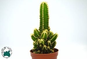 Cereus Peruvianus Florida Radyasyon Emici Kaktüs Bol Yavrulu