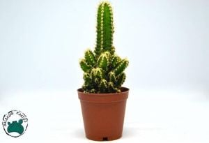 Cereus Peruvianus Florida Radyasyon Emici Kaktüs Bol Yavrulu