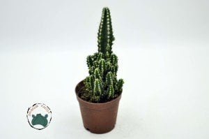 Cereus Peruvianus Florida Radyasyon Emici Kaktüs Bol Yavrulu