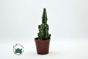 Cereus Peruvianus Florida Radyasyon Emici Kaktüs Bol Yavrulu