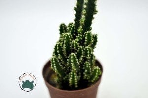 Cereus Peruvianus Florida Radyasyon Emici Kaktüs Bol Yavrulu