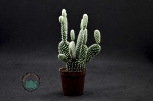 Opuntia Microdasys Albata Beyaz Dikenli Tavşan Kulağı Kaktüs