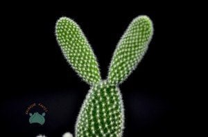 Opuntia Microdasys Albata Beyaz Dikenli Tavşan Kulağı Kaktüs