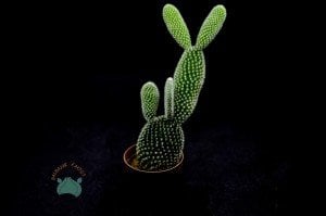 Opuntia Microdasys Albata Beyaz Dikenli Tavşan Kulağı Kaktüs