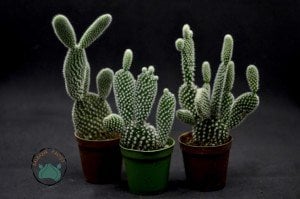 Opuntia Microdasys Albata Beyaz Dikenli Tavşan Kulağı Kaktüs