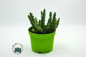 Orbea Semitubiflora Bordo Çiçek Açan Leş Kaktüsü (10,5cm saksı)