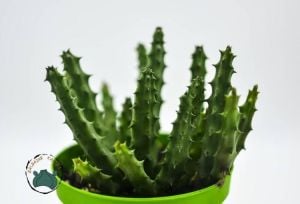 Orbea Semitubiflora Bordo Çiçek Açan Leş Kaktüsü (10,5cm saksı)