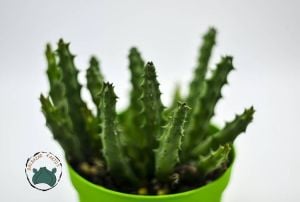 Orbea Semitubiflora Bordo Çiçek Açan Leş Kaktüsü (10,5cm saksı)