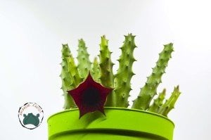 Orbea Semitubiflora Bordo Çiçek Açan Leş Kaktüsü (10,5cm saksı)