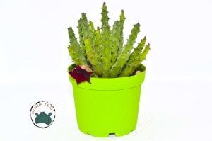 Orbea Semitubiflora Bordo Çiçek Açan Leş Kaktüsü (10,5cm saksı)