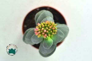 Crassula Morgans Beauty - Kat kat Yapraklı Sukulent Özel Tür