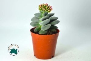Crassula Morgans Beauty - Kat kat Yapraklı Sukulent Özel Tür